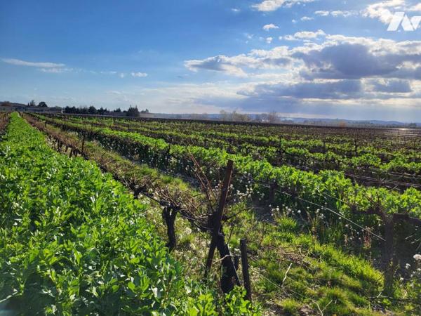 Domaine viticole en bio clé en main 