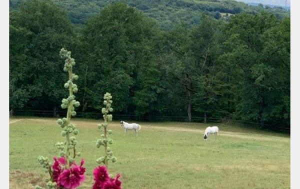Vente Propriété équestre Cahors   