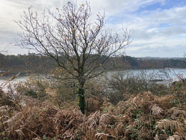 Lannion (22300) Homme de 78 ans vente en viager occupé
