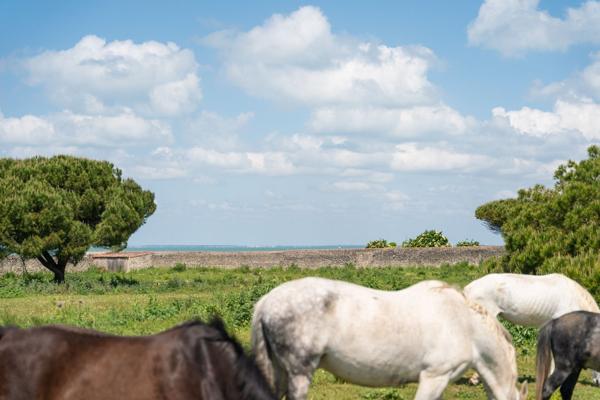 Vente Maison de luxe Saint-Martin-de-Ré 11 Pièces 278 m²