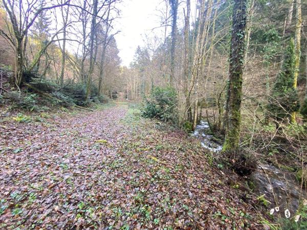 Terrain + cabane + lac naturel  , Willer sur THUR 68760