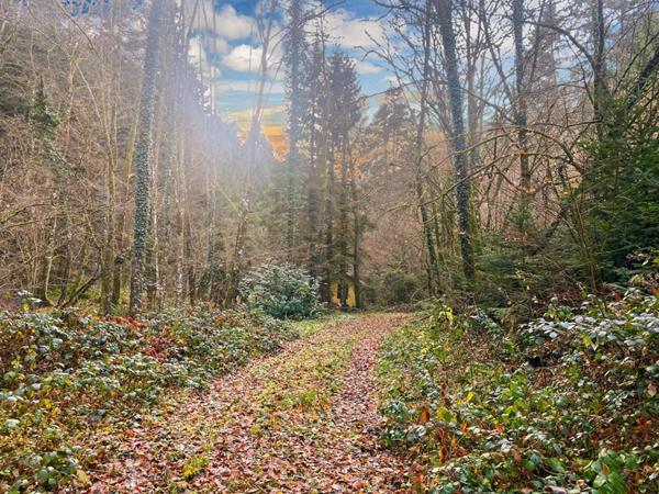 Terrain + cabane + lac naturel  , Willer sur THUR 68760