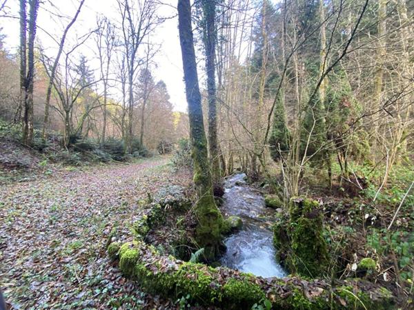 Terrain + cabane + lac naturel  , Willer sur THUR 68760