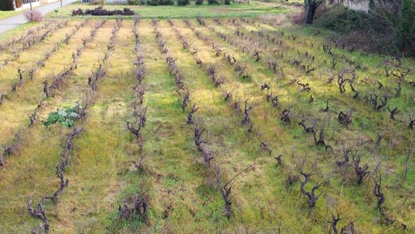 Terrain Sainte Cecile Les Vignes  hors lotissement de 591 m2