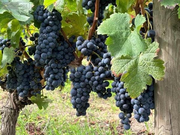 Maison à vendre à Saint-Émilion en Gironde (33330), ref : 118/1568