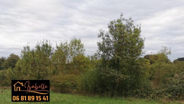 Terrain de loisir, plat avec des arbres.