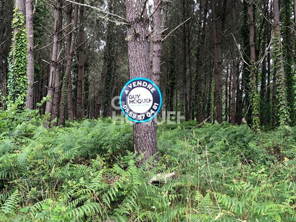A VENDRE : Terrain de 600m² (LOT n° 11) à RION DES LANDES (40370)