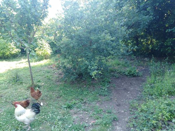 Maison 5 pièce(s),3 chambres ,petit jardinet, garage non attenant