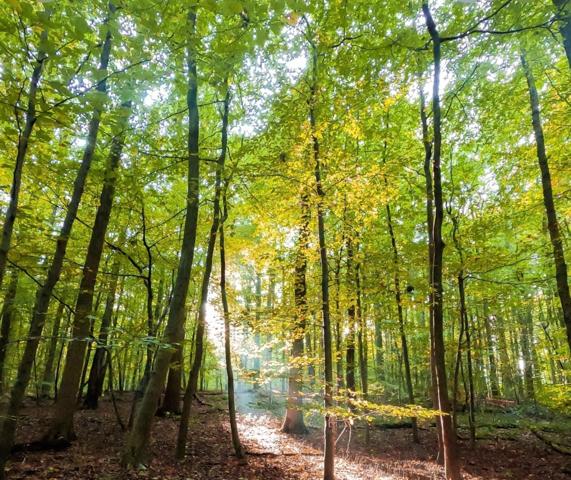 Parcelle de bois CEAUCE (61)