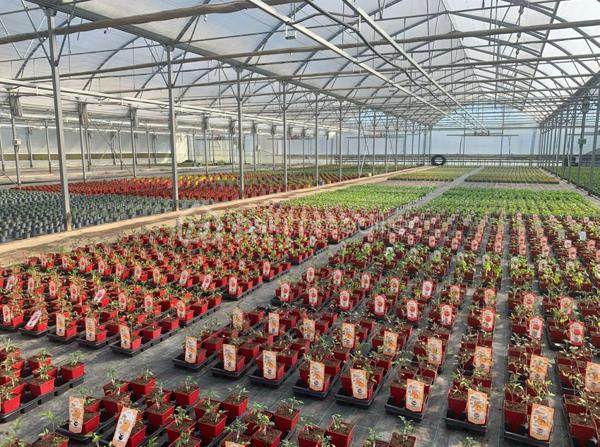 À seulement 10 minutes des commerces et commodités, cet ensemble horticole rare sur le marché offre une opportunité idéale pour un porteur de projet souhaitant allier vie résidentielle et activité professionnelle. L’exploitation bénéficie d’une clientèle régionale fidèle, d’un chiffre d’affaires solide et de perspectives de développement particulièrement attractives.
Infrastructures professionnelles – Un outil de production complet et performant
Serres et zones de culture
•	Serre froide de 2 450 m² équipée d’un système d’arrosage par sprinklers.
•	Serre chaude de 4 750 m², dotée d’un chauffage au sol, d’un rideau d’ombrage automatique et d’une irrigation en hauteur.
•	Serre froide de 6 200 m², parfaite pour la préparation des cultures dans des conditions de travail optimales.
•	Trois serres tunnel totalisant 1 250 m², idéales pour diversifier ou développer des cultures spécifiques.
Logistique & équipements
•	Quai de déchargement de 500 m², facilitant les livraisons et l’expédition.
•	Local technique de 60 m² avec zone sanitaire et local pompe d’irrigation.
•	Dépendance de 100 m² comprenant un bureau et une zone de stockage.
•	Allées bétonnées dans chaque serre, assurant confort de travail et efficacité de manutention.
•	Matériel complet inclus dans la vente, permettant une reprise immédiate de l’activité.
Ressources & autonomie
•	Système d’irrigation performant, appuyé par des droits de pompage et une zone tampon de stockage d’eau.
•	Bâtiment photovoltaïque sous bail emphytéotique, offrant un espace de stockage supplémentaire et une optimisation énergétique.
Partie Habitation sur place
•	Maison T4 de 120 m² à restaurer, idéale pour loger le porteur de projet, un salarié ou accueillir une famille souhaitant vivre au cœur de l’exploitation.
Atouts majeurs & perspectives de développement
•	Clientèle fidèle et régulière, assurant une base de chiffre d’affaires solide.
•	Possibilités de diversification des cultures, de développement de la vente directe, de production spécialisée ou d’activités complémentaires (pépinière, ateliers, circuits courts…).
•	Un site clé en main, rare par sa taille, son équipement et son potentiel d’évolution.
•	Un emplacement stratégique, proche des services tout en offrant un cadre de travail privilégié.
Contact
Dossier complet, informations complémentaires et visite sur demande. 
Une opportunité unique pour développer un projet horticole ambitieux dans un environnement parfaitement adapté.