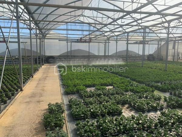 À seulement 10 minutes des commerces et commodités, cet ensemble horticole rare sur le marché offre une opportunité idéale pour un porteur de projet souhaitant allier vie résidentielle et activité professionnelle. L’exploitation bénéficie d’une clientèle régionale fidèle, d’un chiffre d’affaires solide et de perspectives de développement particulièrement attractives.
Infrastructures professionnelles – Un outil de production complet et performant
Serres et zones de culture
•	Serre froide de 2 450 m² équipée d’un système d’arrosage par sprinklers.
•	Serre chaude de 4 750 m², dotée d’un chauffage au sol, d’un rideau d’ombrage automatique et d’une irrigation en hauteur.
•	Serre froide de 6 200 m², parfaite pour la préparation des cultures dans des conditions de travail optimales.
•	Trois serres tunnel totalisant 1 250 m², idéales pour diversifier ou développer des cultures spécifiques.
Logistique & équipements
•	Quai de déchargement de 500 m², facilitant les livraisons et l’expédition.
•	Local technique de 60 m² avec zone sanitaire et local pompe d’irrigation.
•	Dépendance de 100 m² comprenant un bureau et une zone de stockage.
•	Allées bétonnées dans chaque serre, assurant confort de travail et efficacité de manutention.
•	Matériel complet inclus dans la vente, permettant une reprise immédiate de l’activité.
Ressources & autonomie
•	Système d’irrigation performant, appuyé par des droits de pompage et une zone tampon de stockage d’eau.
•	Bâtiment photovoltaïque sous bail emphytéotique, offrant un espace de stockage supplémentaire et une optimisation énergétique.
Partie Habitation sur place
•	Maison T4 de 120 m² à restaurer, idéale pour loger le porteur de projet, un salarié ou accueillir une famille souhaitant vivre au cœur de l’exploitation.
Atouts majeurs & perspectives de développement
•	Clientèle fidèle et régulière, assurant une base de chiffre d’affaires solide.
•	Possibilités de diversification des cultures, de développement de la vente directe, de production spécialisée ou d’activités complémentaires (pépinière, ateliers, circuits courts…).
•	Un site clé en main, rare par sa taille, son équipement et son potentiel d’évolution.
•	Un emplacement stratégique, proche des services tout en offrant un cadre de travail privilégié.
Contact
Dossier complet, informations complémentaires et visite sur demande. 
Une opportunité unique pour développer un projet horticole ambitieux dans un environnement parfaitement adapté.