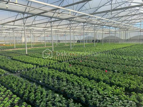 À seulement 10 minutes des commerces et commodités, cet ensemble horticole rare sur le marché offre une opportunité idéale pour un porteur de projet souhaitant allier vie résidentielle et activité professionnelle. L’exploitation bénéficie d’une clientèle régionale fidèle, d’un chiffre d’affaires solide et de perspectives de développement particulièrement attractives.
Infrastructures professionnelles – Un outil de production complet et performant
Serres et zones de culture
•	Serre froide de 2 450 m² équipée d’un système d’arrosage par sprinklers.
•	Serre chaude de 4 750 m², dotée d’un chauffage au sol, d’un rideau d’ombrage automatique et d’une irrigation en hauteur.
•	Serre froide de 6 200 m², parfaite pour la préparation des cultures dans des conditions de travail optimales.
•	Trois serres tunnel totalisant 1 250 m², idéales pour diversifier ou développer des cultures spécifiques.
Logistique & équipements
•	Quai de déchargement de 500 m², facilitant les livraisons et l’expédition.
•	Local technique de 60 m² avec zone sanitaire et local pompe d’irrigation.
•	Dépendance de 100 m² comprenant un bureau et une zone de stockage.
•	Allées bétonnées dans chaque serre, assurant confort de travail et efficacité de manutention.
•	Matériel complet inclus dans la vente, permettant une reprise immédiate de l’activité.
Ressources & autonomie
•	Système d’irrigation performant, appuyé par des droits de pompage et une zone tampon de stockage d’eau.
•	Bâtiment photovoltaïque sous bail emphytéotique, offrant un espace de stockage supplémentaire et une optimisation énergétique.
Partie Habitation sur place
•	Maison T4 de 120 m² à restaurer, idéale pour loger le porteur de projet, un salarié ou accueillir une famille souhaitant vivre au cœur de l’exploitation.
Atouts majeurs & perspectives de développement
•	Clientèle fidèle et régulière, assurant une base de chiffre d’affaires solide.
•	Possibilités de diversification des cultures, de développement de la vente directe, de production spécialisée ou d’activités complémentaires (pépinière, ateliers, circuits courts…).
•	Un site clé en main, rare par sa taille, son équipement et son potentiel d’évolution.
•	Un emplacement stratégique, proche des services tout en offrant un cadre de travail privilégié.
Contact
Dossier complet, informations complémentaires et visite sur demande. 
Une opportunité unique pour développer un projet horticole ambitieux dans un environnement parfaitement adapté.