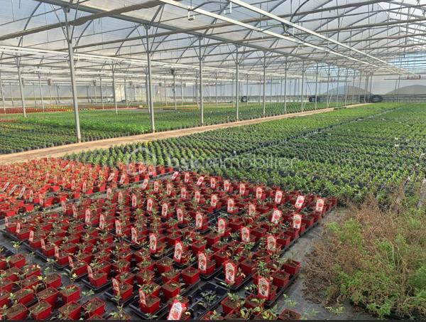 À seulement 10 minutes des commerces et commodités, cet ensemble horticole rare sur le marché offre une opportunité idéale pour un porteur de projet souhaitant allier vie résidentielle et activité professionnelle. L’exploitation bénéficie d’une clientèle régionale fidèle, d’un chiffre d’affaires solide et de perspectives de développement particulièrement attractives.
Infrastructures professionnelles – Un outil de production complet et performant
Serres et zones de culture
•	Serre froide de 2 450 m² équipée d’un système d’arrosage par sprinklers.
•	Serre chaude de 4 750 m², dotée d’un chauffage au sol, d’un rideau d’ombrage automatique et d’une irrigation en hauteur.
•	Serre froide de 6 200 m², parfaite pour la préparation des cultures dans des conditions de travail optimales.
•	Trois serres tunnel totalisant 1 250 m², idéales pour diversifier ou développer des cultures spécifiques.
Logistique & équipements
•	Quai de déchargement de 500 m², facilitant les livraisons et l’expédition.
•	Local technique de 60 m² avec zone sanitaire et local pompe d’irrigation.
•	Dépendance de 100 m² comprenant un bureau et une zone de stockage.
•	Allées bétonnées dans chaque serre, assurant confort de travail et efficacité de manutention.
•	Matériel complet inclus dans la vente, permettant une reprise immédiate de l’activité.
Ressources & autonomie
•	Système d’irrigation performant, appuyé par des droits de pompage et une zone tampon de stockage d’eau.
•	Bâtiment photovoltaïque sous bail emphytéotique, offrant un espace de stockage supplémentaire et une optimisation énergétique.
Partie Habitation sur place
•	Maison T4 de 120 m² à restaurer, idéale pour loger le porteur de projet, un salarié ou accueillir une famille souhaitant vivre au cœur de l’exploitation.
Atouts majeurs & perspectives de développement
•	Clientèle fidèle et régulière, assurant une base de chiffre d’affaires solide.
•	Possibilités de diversification des cultures, de développement de la vente directe, de production spécialisée ou d’activités complémentaires (pépinière, ateliers, circuits courts…).
•	Un site clé en main, rare par sa taille, son équipement et son potentiel d’évolution.
•	Un emplacement stratégique, proche des services tout en offrant un cadre de travail privilégié.
Contact
Dossier complet, informations complémentaires et visite sur demande. 
Une opportunité unique pour développer un projet horticole ambitieux dans un environnement parfaitement adapté.