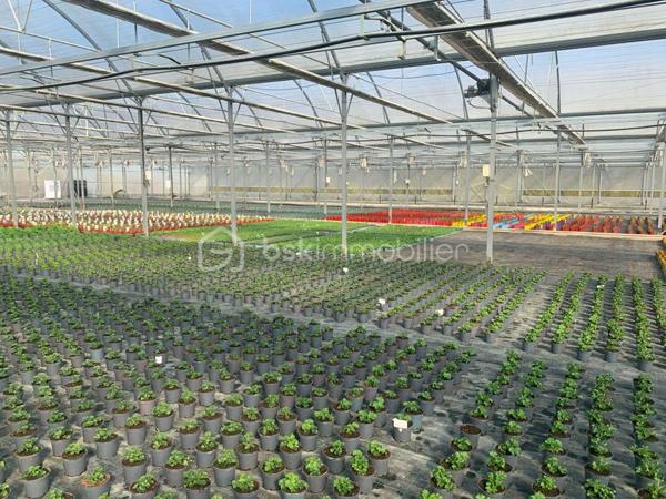 À seulement 10 minutes des commerces et commodités, cet ensemble horticole rare sur le marché offre une opportunité idéale pour un porteur de projet souhaitant allier vie résidentielle et activité professionnelle. L’exploitation bénéficie d’une clientèle régionale fidèle, d’un chiffre d’affaires solide et de perspectives de développement particulièrement attractives.
Infrastructures professionnelles – Un outil de production complet et performant
Serres et zones de culture
•	Serre froide de 2 450 m² équipée d’un système d’arrosage par sprinklers.
•	Serre chaude de 4 750 m², dotée d’un chauffage au sol, d’un rideau d’ombrage automatique et d’une irrigation en hauteur.
•	Serre froide de 6 200 m², parfaite pour la préparation des cultures dans des conditions de travail optimales.
•	Trois serres tunnel totalisant 1 250 m², idéales pour diversifier ou développer des cultures spécifiques.
Logistique & équipements
•	Quai de déchargement de 500 m², facilitant les livraisons et l’expédition.
•	Local technique de 60 m² avec zone sanitaire et local pompe d’irrigation.
•	Dépendance de 100 m² comprenant un bureau et une zone de stockage.
•	Allées bétonnées dans chaque serre, assurant confort de travail et efficacité de manutention.
•	Matériel complet inclus dans la vente, permettant une reprise immédiate de l’activité.
Ressources & autonomie
•	Système d’irrigation performant, appuyé par des droits de pompage et une zone tampon de stockage d’eau.
•	Bâtiment photovoltaïque sous bail emphytéotique, offrant un espace de stockage supplémentaire et une optimisation énergétique.
Partie Habitation sur place
•	Maison T4 de 120 m² à restaurer, idéale pour loger le porteur de projet, un salarié ou accueillir une famille souhaitant vivre au cœur de l’exploitation.
Atouts majeurs & perspectives de développement
•	Clientèle fidèle et régulière, assurant une base de chiffre d’affaires solide.
•	Possibilités de diversification des cultures, de développement de la vente directe, de production spécialisée ou d’activités complémentaires (pépinière, ateliers, circuits courts…).
•	Un site clé en main, rare par sa taille, son équipement et son potentiel d’évolution.
•	Un emplacement stratégique, proche des services tout en offrant un cadre de travail privilégié.
Contact
Dossier complet, informations complémentaires et visite sur demande. 
Une opportunité unique pour développer un projet horticole ambitieux dans un environnement parfaitement adapté.