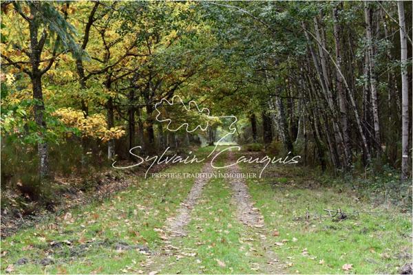 Domaine de Chasse et d'Agrément de 215 hectares en Sologne