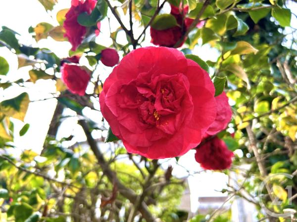 immeuble à vendre  900 m2 PAU - 64