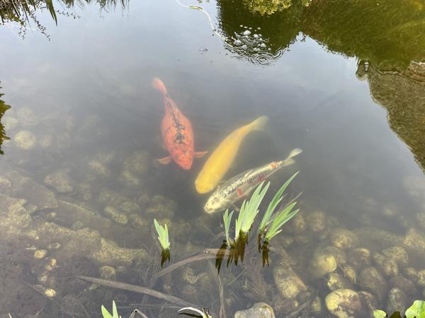 Demeure de Maître de 1930 : un domaine d’exception avec potentiel de rendement à prix ajusté