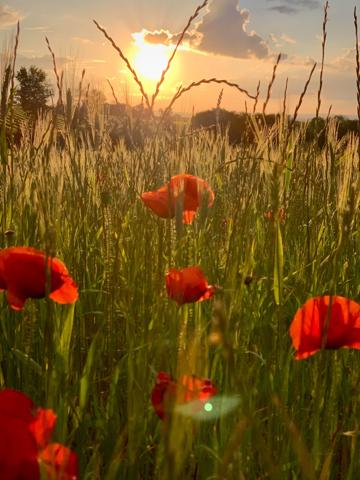 Propriété exceptionnelle proche Carcassonne sur 3 hectares Montréal (11290)