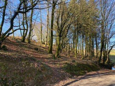 Terrain de loisirs - Bois - Etang à vendre à Chaulieu dans la Manche (50150), ref : 14076-5506