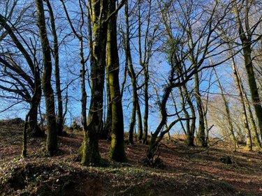 Terrain de loisirs - Bois - Etang à vendre à Chaulieu dans la Manche (50150), ref : 14076-5506