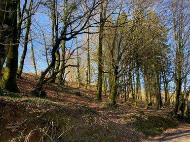 Terrain de loisirs - Bois - Etang à vendre à Chaulieu dans la Manche (50150), ref : 14076-5506