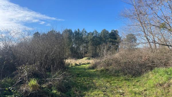 Terrain bord de Loire + d'1hectare proche de NEVERS FOURCHAMBAULT LA CHARITE SUR LOIRE (58)