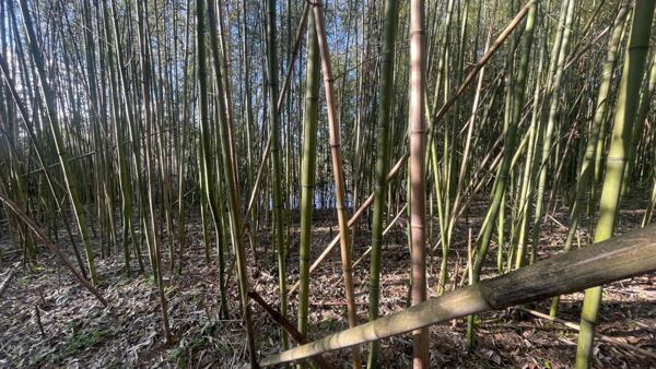 Terrain bord de Loire + d'1hectare proche de NEVERS FOURCHAMBAULT LA CHARITE SUR LOIRE (58)