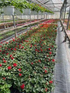 Vente Local commercial 5500 m2 à Ribemont