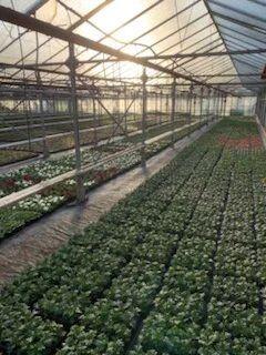 Vente Local commercial 5500 m2 à Ribemont