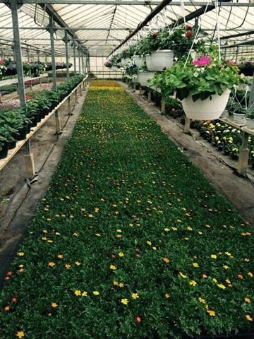 Vente Local commercial 5500 m2 à Ribemont