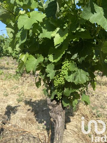 Terrain à vendre 52 610 m² Magalas