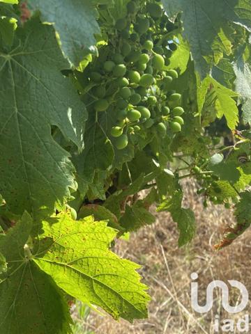 Terrain à vendre 52 610 m² Magalas