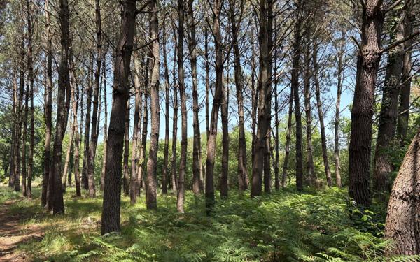 Maison à vendre    5 pièces •  Mimizan