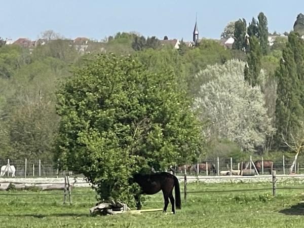 Maison 12 pièces - 455 m² Bien prestige