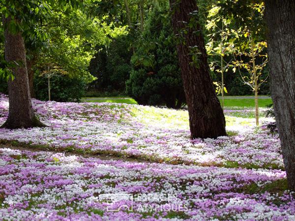 La propriété aux cyclamens