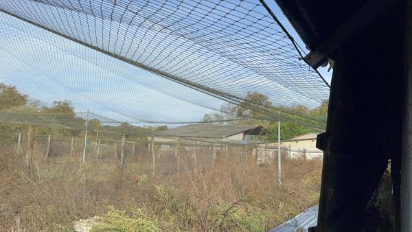 Idéal élevage de volailles ou chevaux : vend maisonnette et 3 grands tunnels d'élevage plus volière