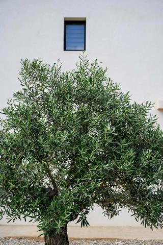 Borgo (20290) T3 avenue de borgo