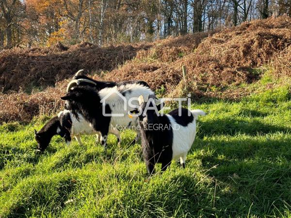 MAGNIFIQUE DOMAINE AVEC GÎTES PROCHE DE LISIEUX