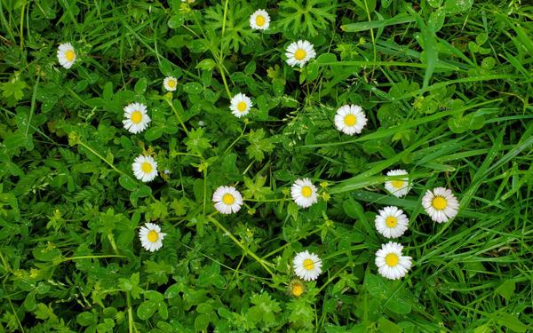 Terrain à vendre    Canals