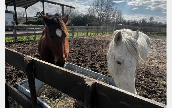 Vente Mas au coeur de la camargue Arles   