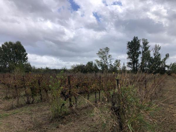 Terrain Castillon Du Gard 1ha 8960 m2