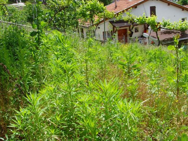 Achat terrain Brive-la-Gaillarde - 288 m² - 19 000 €