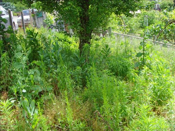 Achat terrain Brive-la-Gaillarde - 288 m² - 19 000 €