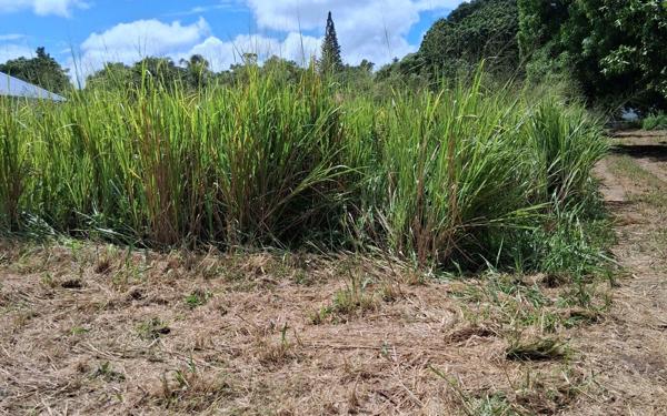 Terrain à vendre    Sainte-Rose