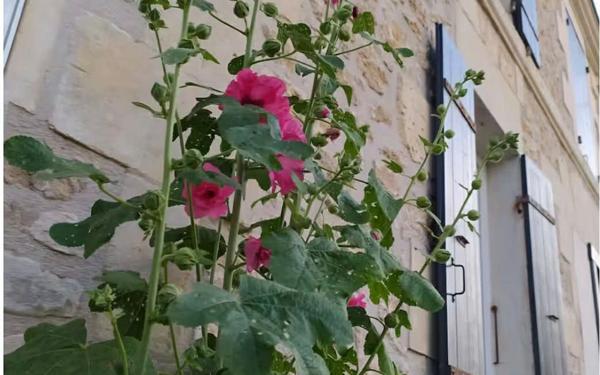 Immeuble à vendre    7 pièces •  Pont-l'Abbé-d'Arnoult