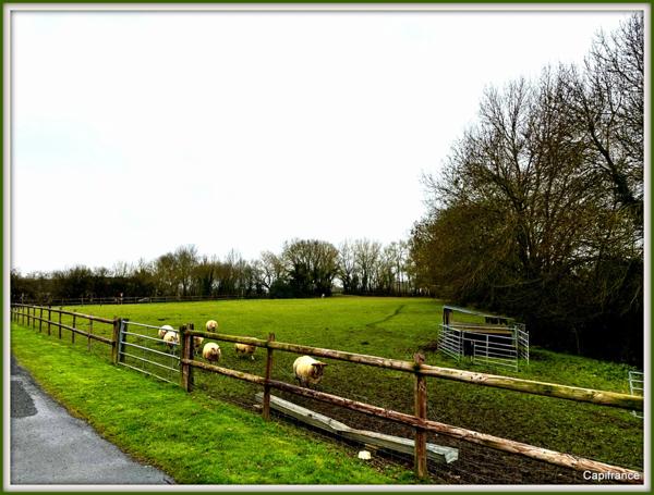 PROPRIETE FIN 18ème sur 3 ha de pâturage IDEAL CHAMBRES D’HÔTES