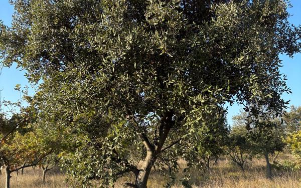 Terrain à vendre    Lédenon