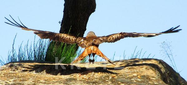 Corbara – Villa contemporaine avec vue mer exceptionnelle