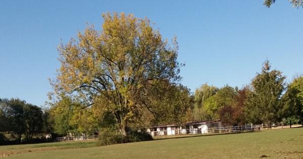 propriété EQUESTRE Vonnas 13 hectares
