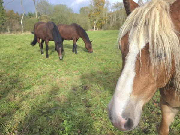La-Lande-De-Goult 61320 Longère en pierre 112 m² terrain 30.200 m²